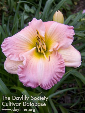 Daylily Our Diane